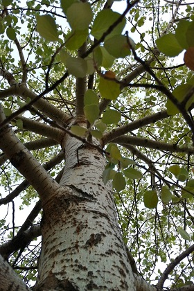 dia mundial del arbol