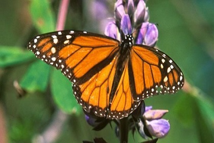 mariposa monarca estado mexico nov12